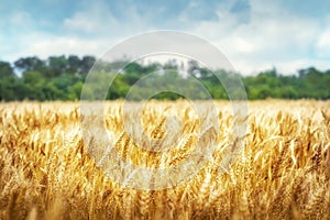 Golden wheat field in summer day