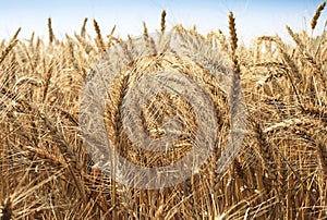 Zlatý pšenica 