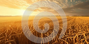 Golden wheat field on summer evening, agriculture landscape panorama with warm sunlight and vibrant colors. Generative AI