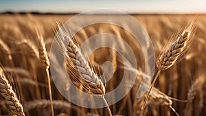 golden wheat field in summer wheat field in early morning