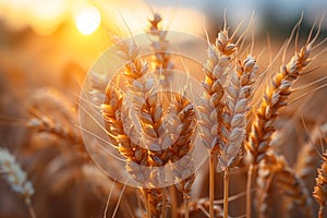 Golden Wheat Field With Sun Background Generative AI