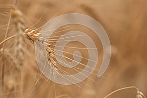 Golden wheat field and sunny day