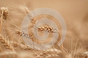 Golden wheat field and sunny day