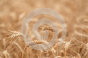 Golden wheat field and sunny day