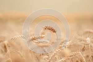 Golden wheat field and sunny day