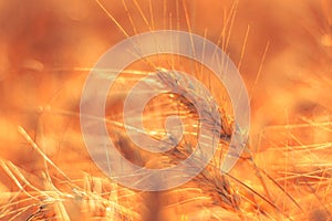 golden wheat field and sunny day