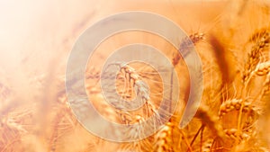 golden wheat field and sunny day