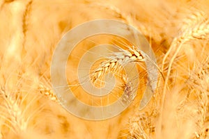 golden wheat field and sunny day