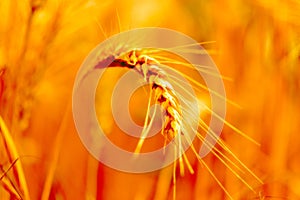 golden wheat field and sunny day