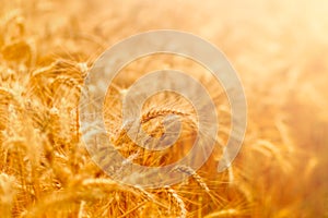 golden wheat field and sunny day