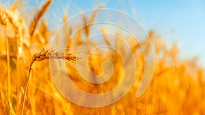 golden wheat field and sunny day