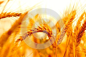 golden wheat field and sunny day