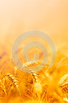 golden wheat field and sunny day