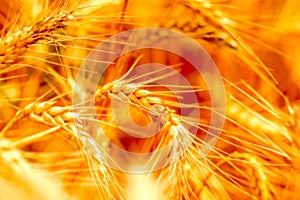 golden wheat field and sunny day