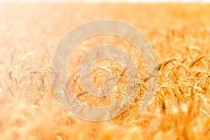 golden wheat field and sunny day