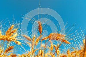 golden wheat field and sunny day