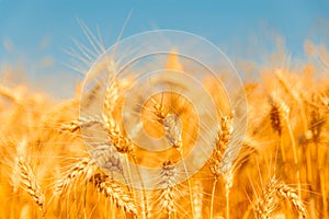 golden wheat field and sunny day