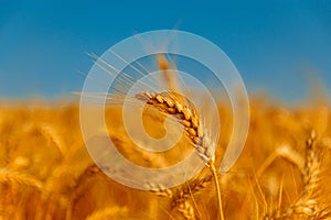 golden wheat field and sunny day