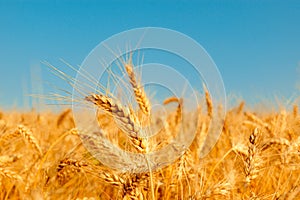 golden wheat field and sunny day