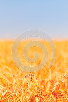 golden wheat field and sunny day