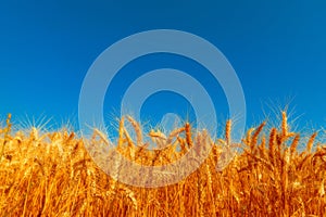 golden wheat field and sunny day