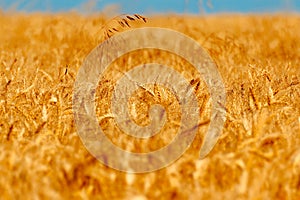 golden wheat field and sunny day