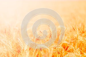 golden wheat field and sunny day