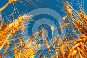 golden wheat field and sunny day