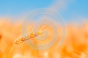 golden wheat field and sunny day