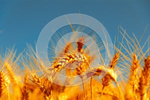 golden wheat field and sunny day