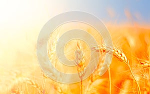 golden wheat field and sunny day