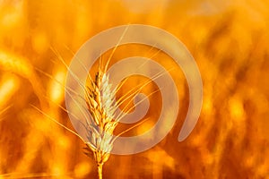 golden wheat field and sunny day