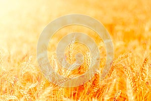 golden wheat field and sunny day