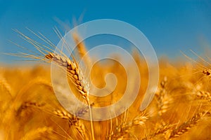 golden wheat field and sunny day