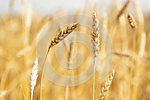 Golden wheat field and sunny day