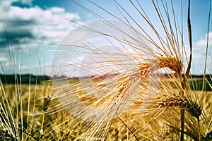 Golden wheat field at sunny day