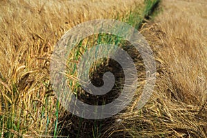 Golden wheat field and sunny day