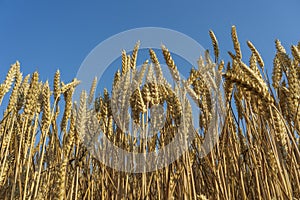 Golden wheat field on a sunny day against blue sky in the morning, close up