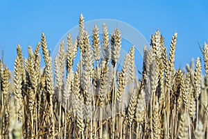 Golden wheat field on a sunny day against blue sky in the morning, close up