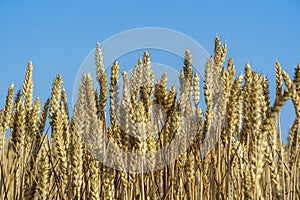 Golden wheat field on a sunny day against blue sky in the morning, close up