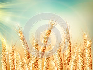 Golden wheat field and sunny day. EPS 10