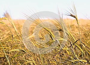 Golden wheat field and sunny day. Wheat field ears. Yellow background. Closeup. Rural landscape