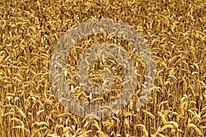 Golden wheat field and sunny day. Yellow grain ready for harvest growing in farm field