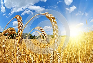 Golden wheat field