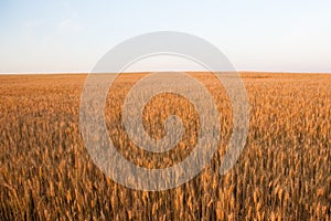 Golden wheat field at sunrise early in the morning with beautiful horizon and blue sky in background, harvesting time in