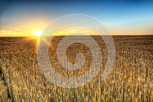 Golden wheat field at sunrise early in the morning with beautiful horizon and blue sky in background, harvesting time in