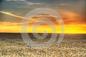 Golden wheat field at sunrise early in the morning with beautiful horizon and blue sky in background, harvesting time in