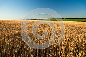 Golden wheat field at sunrise early in the morning with beautiful horizon and blue sky in background, harvesting time in