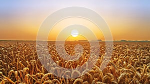 Golden wheat field at sunset