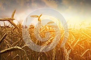 Golden wheat field and sunset